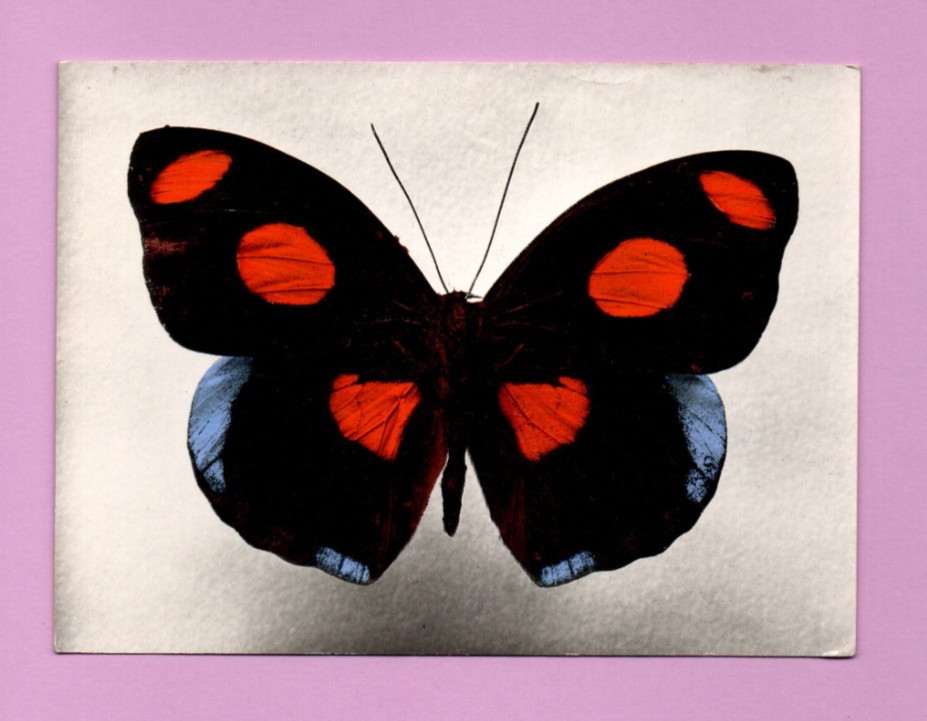 Papillon Catonephele numilia ..... (Ref. i 4725) Papillon Catonephele numilia ..... (Ref. i 4725)