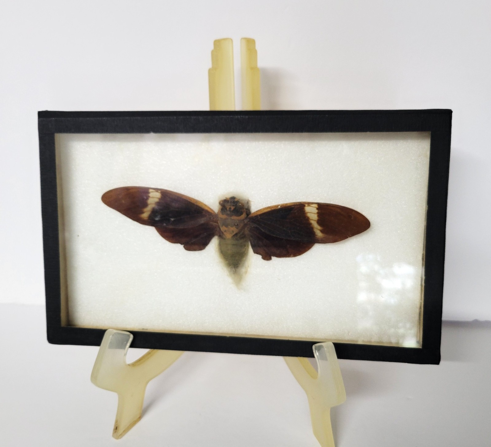 Vintage Framed Cicada AND Beetle Set Insect Taxidermy Vintage Framed Cicada AND Beetle Set Insect Taxidermy