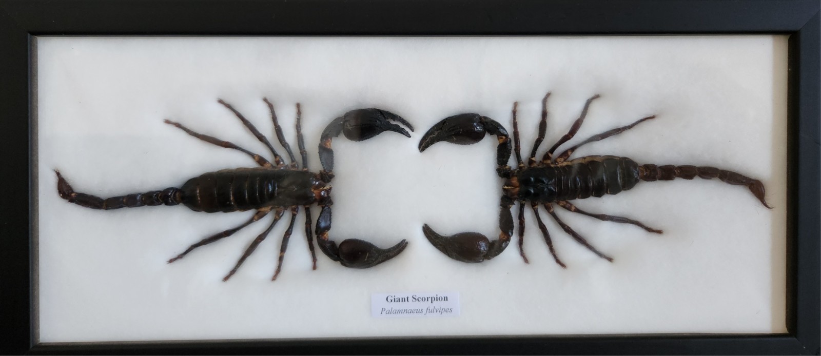 2 REAL BIG SCORPIONS TAXIDERMY INSECTS IN FRAME 6 2 REAL BIG SCORPIONS TAXIDERMY INSECTS IN FRAME 6