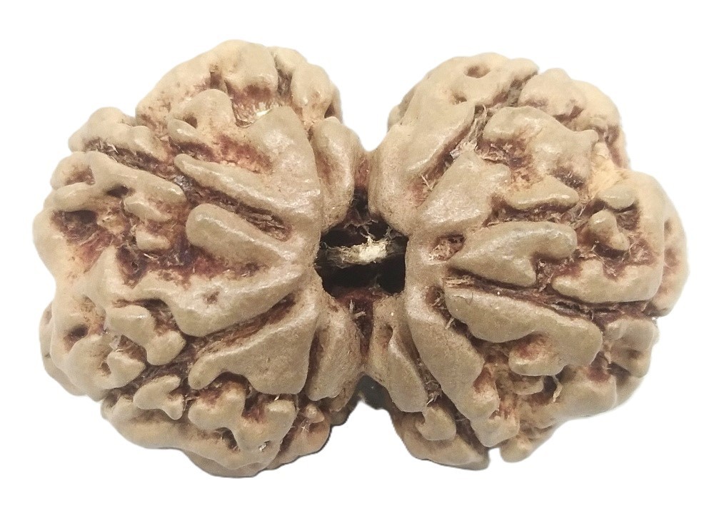 Rare Gauri Shankar Rudraksha - 7 Mukhi - Nepal Bead - IGL Certified