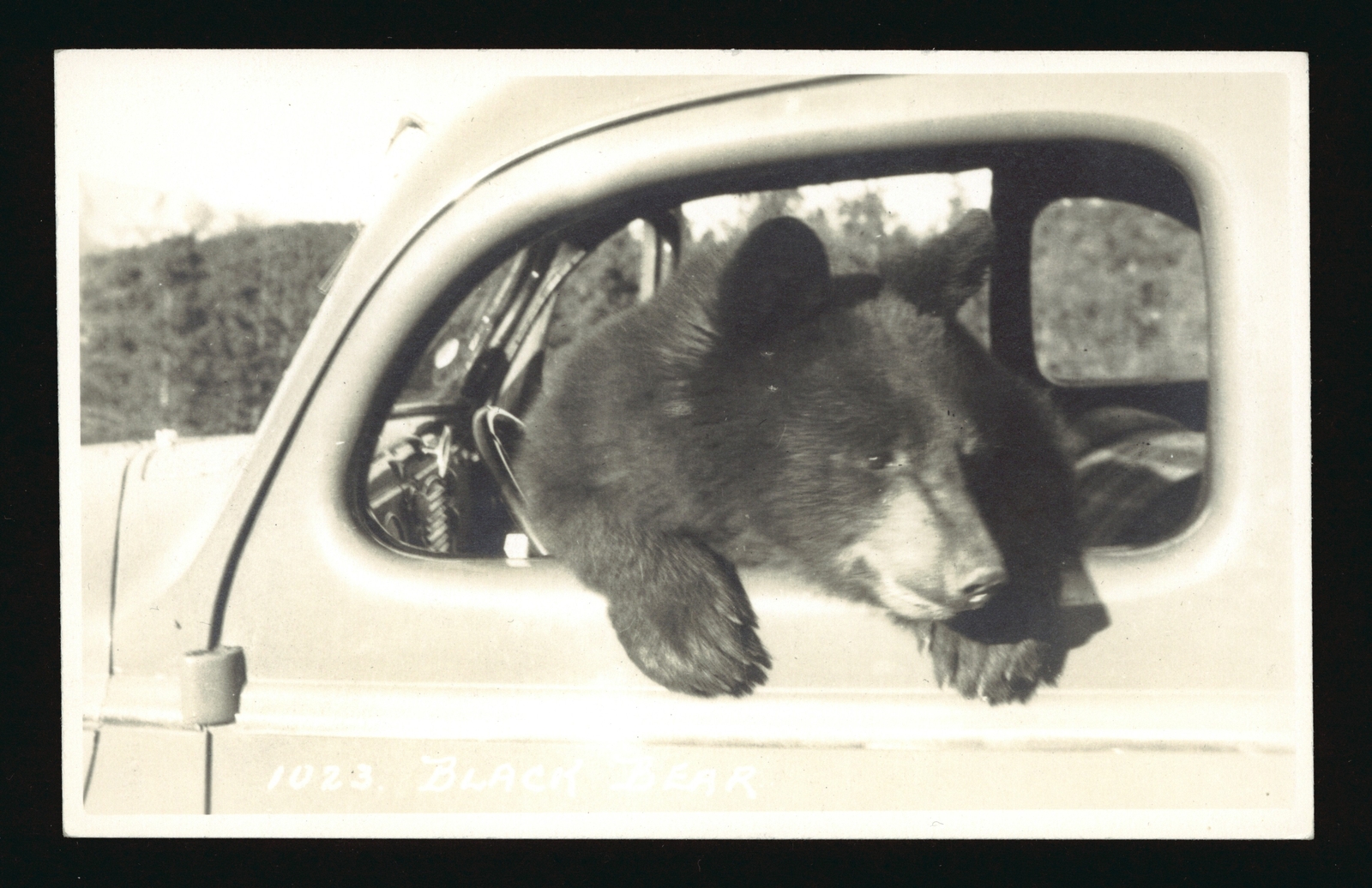 Black bear - Black bear inside car Canada Historic Old Photo Black bear - Black bear inside car Canada Historic Old Photo
