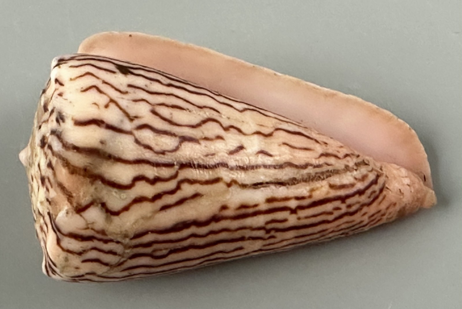 Conus princeps 54.6mm LARGE Rare Striped Cone Shell Tenacatita Mexico F+++