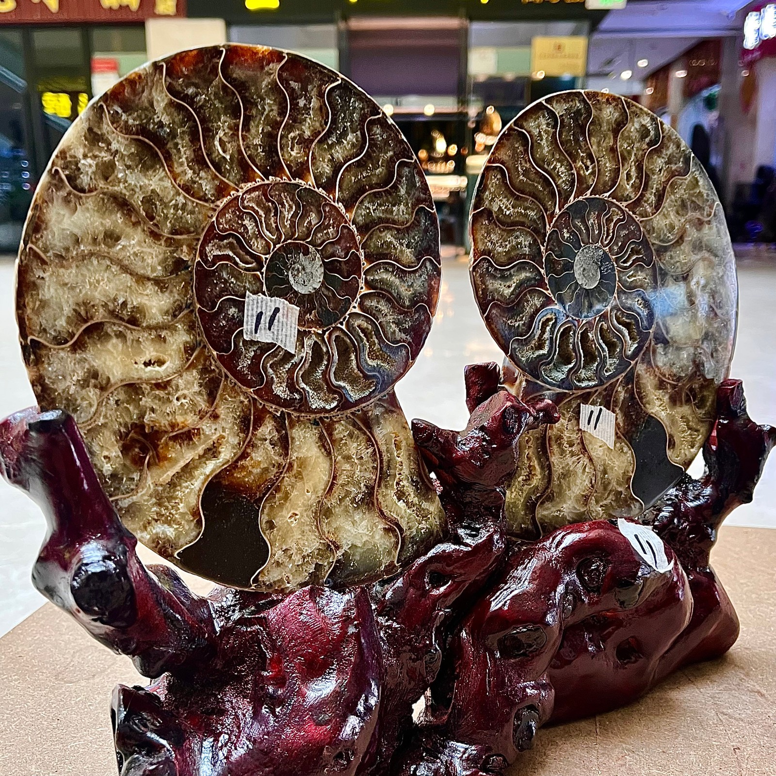 5.62LB  Rare Natural Tentacle Ammonite FossilSpecimen Shell Healing Madagascar