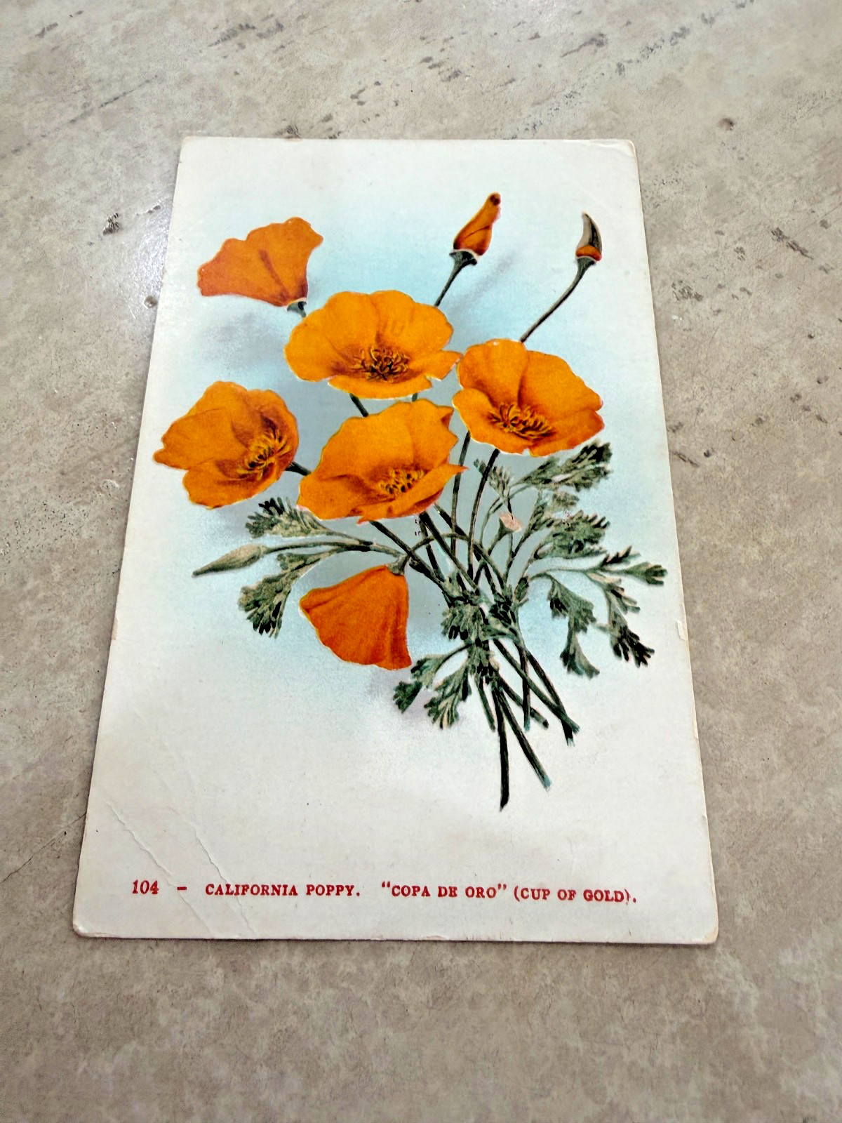 Vintage California Poppy Copa De Oro Cup Of Gold Postcard Vintage California Poppy Copa De Oro Cup Of Gold Postcard