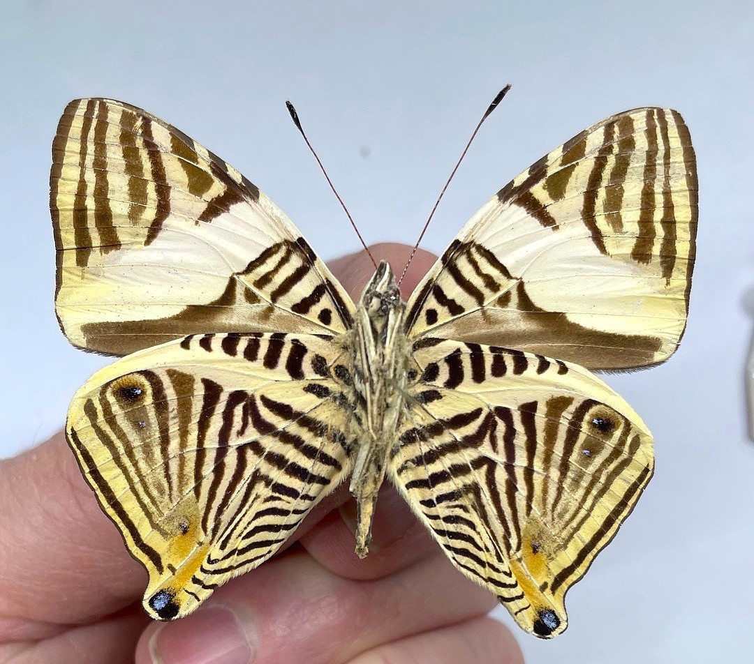 Nymphalidae Colobura cryptica Sapkota, Orellana & Willmott, 2026** NEW Species**