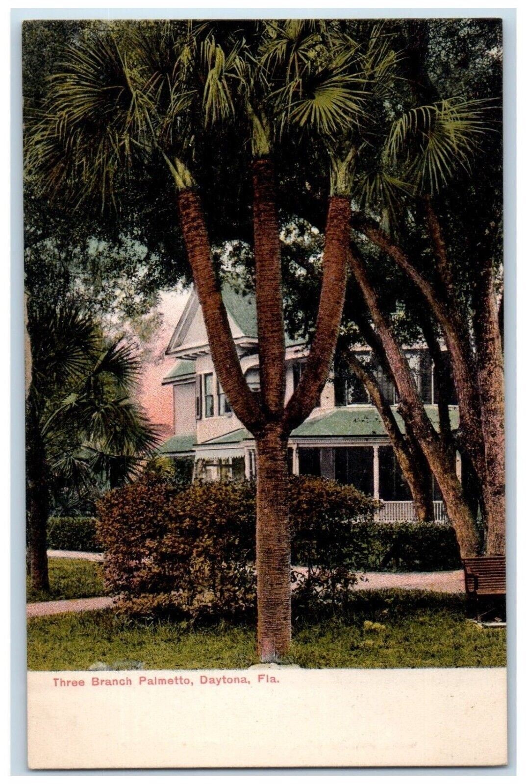 c1905 Three Branch Palmetto Plant Exterior Building Daytona Florida FL Postcard c1905 Three Branch Palmetto Plant Exterior Building Daytona Florida FL Postcard