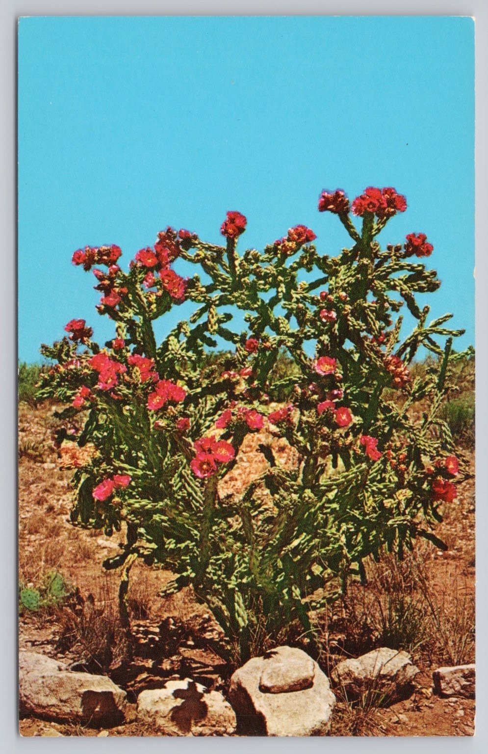 Vintage Walkingstick Cactus Carlsbad Caverns National Park Postcard