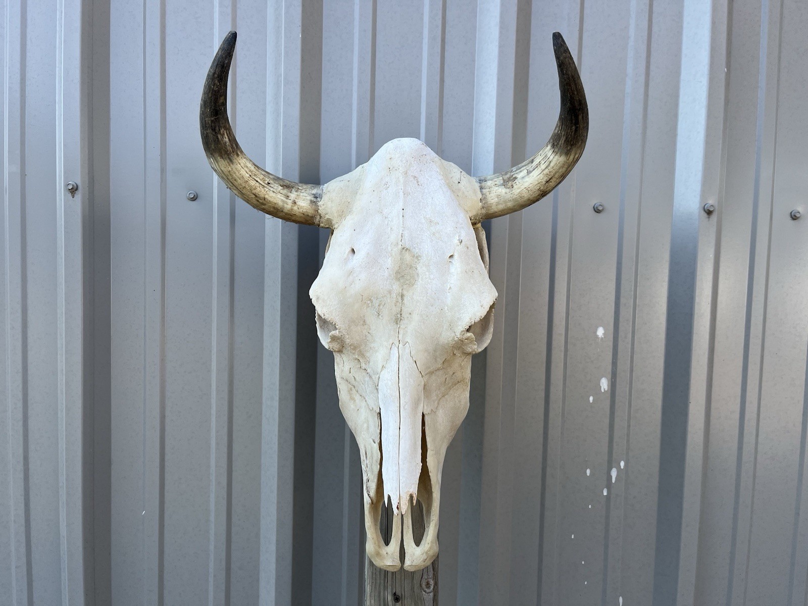 STEER SKULL 16” Inch WIDE BULL HORN MOUNTED COW HEAD