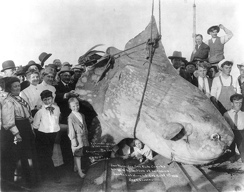 HUGE SUN FISH CATALINA ISLAND FISHING 1910 8.5x11 LUSTER PHOTO PRINT