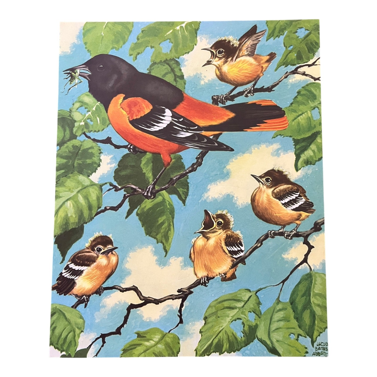 A Baltimore Oriole Family 1942 Jacob Bates Abbott Bird Illustration SV33-5 A Baltimore Oriole Family 1942 Jacob Bates Abbott Bird Illustration SV33-5