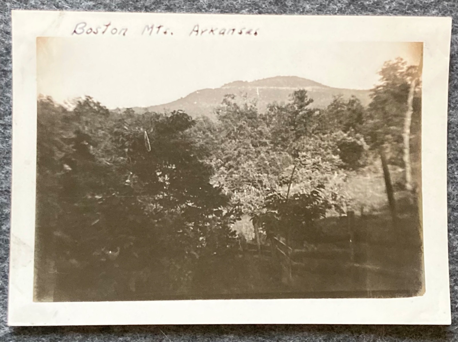 Vtg Photo 1930s -1940s Boston Mountains Ozarks Arkansas Trees View