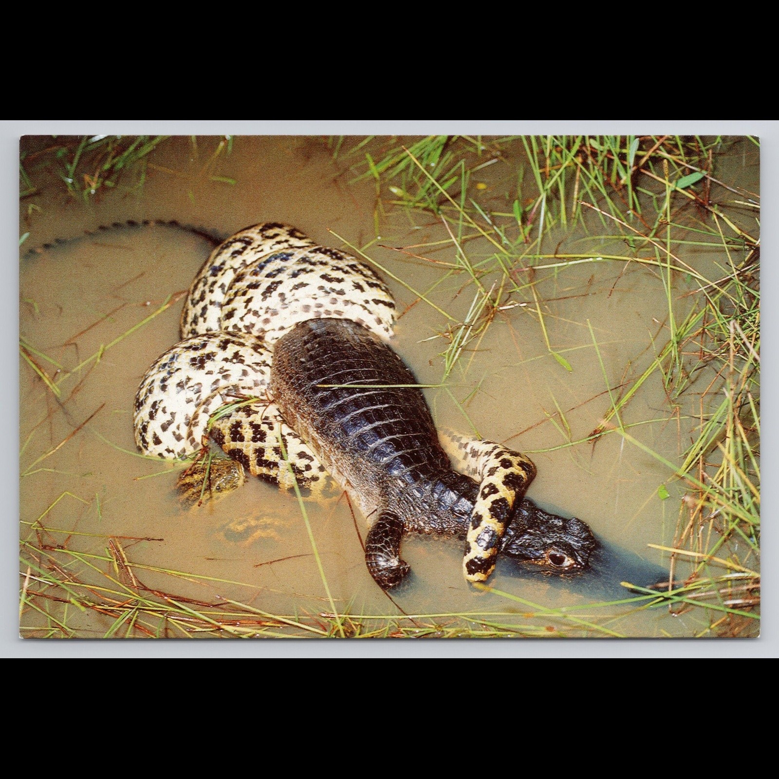 Vintage Pantanal Brazil Anaconda Alligator Postcard Unposted Scenic Collectible