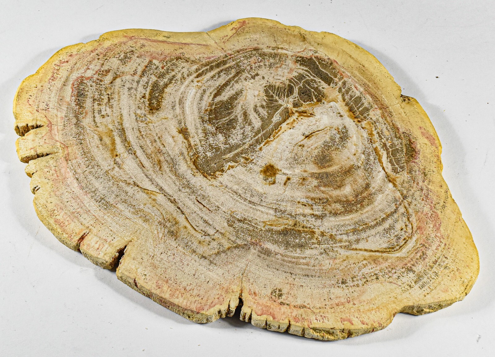 300mm 3.1LB Petrfied Wood Fossil Slab Natural Gemstone Crystal Mineral Indonesia