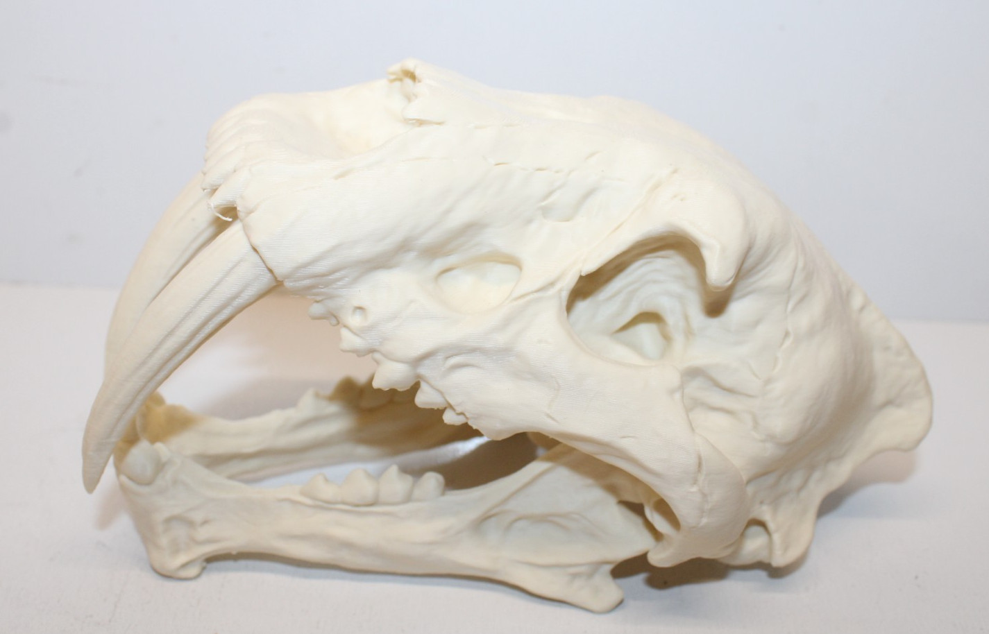 3D Printed Miniature Mini Sabretooth Tiger Skull Replica 3D Printed Miniature Mini Sabretooth Tiger Skull Replica