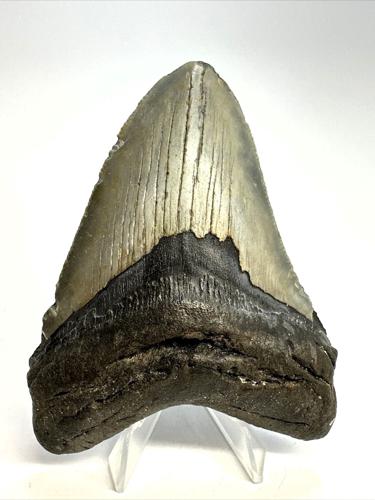 3 INCH REAL MEGALODON SHARK TOOTH FOSSIL EXTINCT GIANT GENUINE GRAY HUGE TEETH 3 INCH REAL MEGALODON SHARK TOOTH FOSSIL EXTINCT GIANT GENUINE GRAY HUGE TEETH