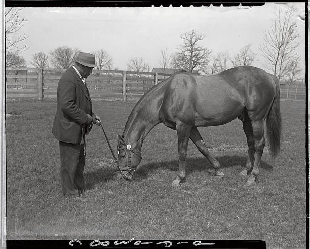 Man O War nibbling bluegrass just outside his barn while attended - Old Photo