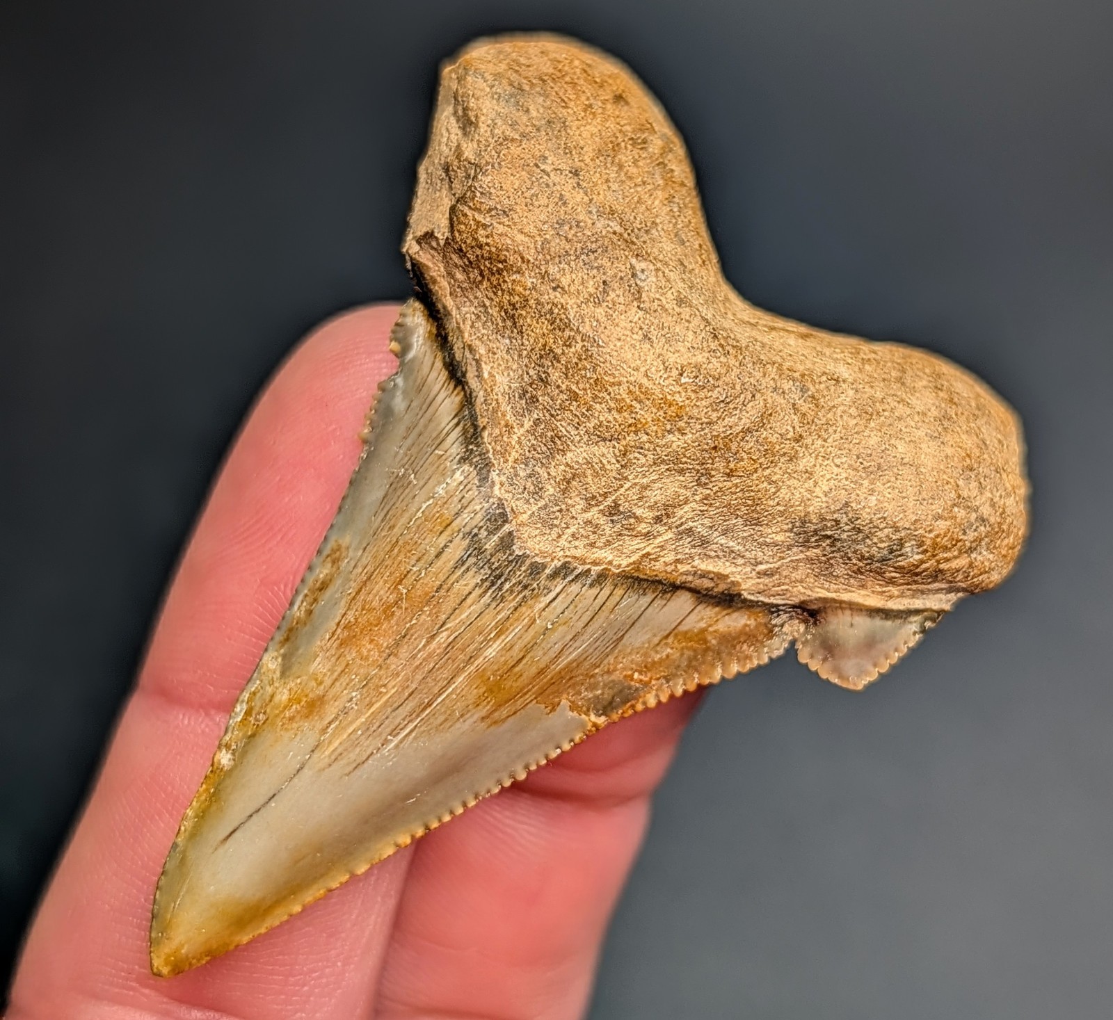 Gorgeous Rare Auriculatus Shark Tooth 100% Natural Flint River Basin Georgia