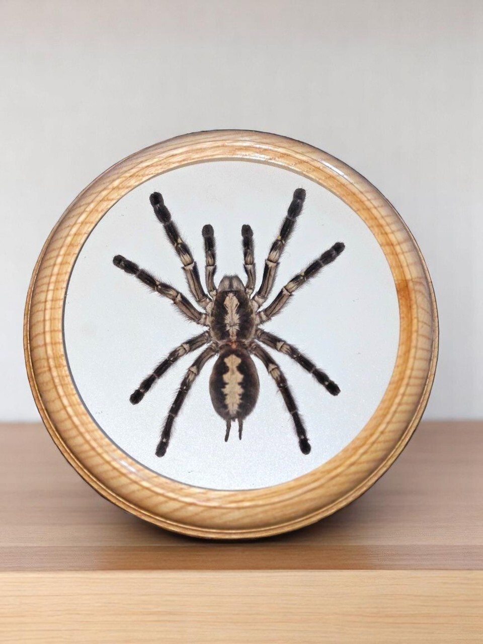 Big Blue Tarantula Spider for Collection Bird Eating inA round wooden frame 22cm Big Blue Tarantula Spider for Collection Bird Eating inA round wooden frame 22cm