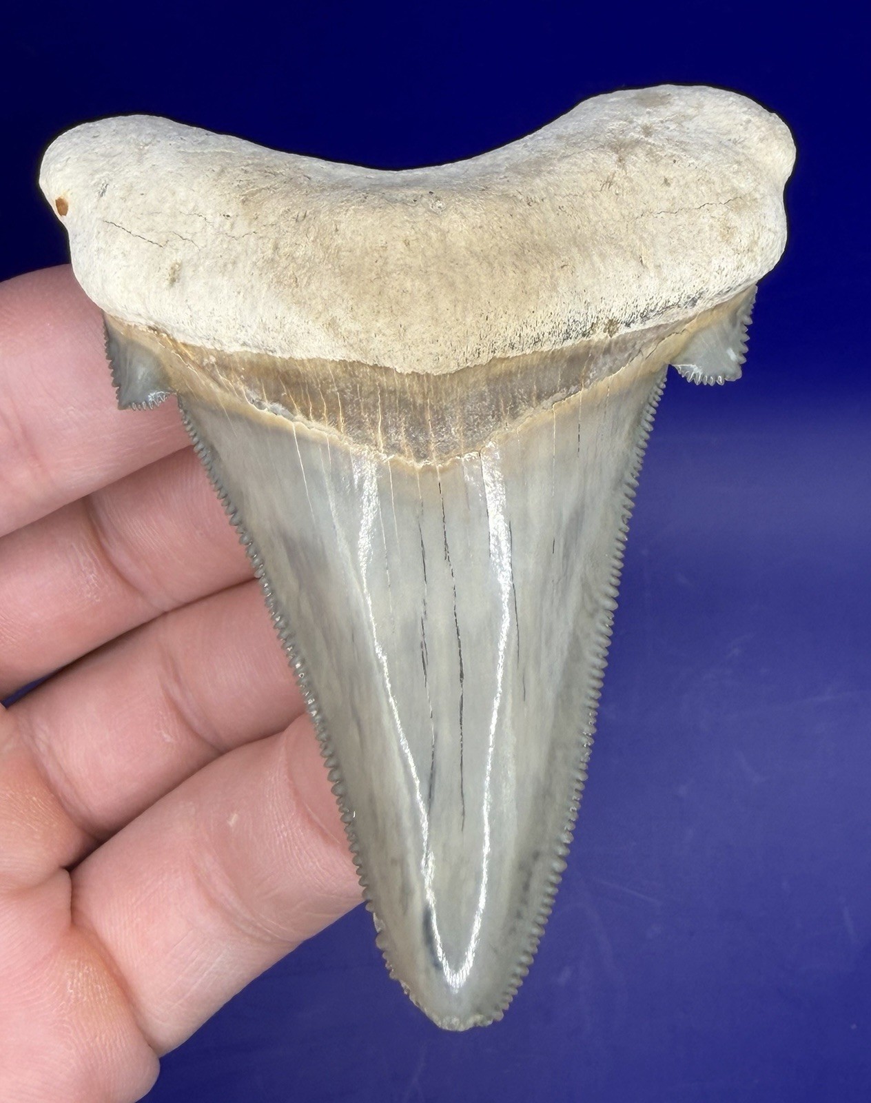 Museum Quality Angustiden Shark Tooth Fossil 3.00” Chandler Bridge Megalodon Fam