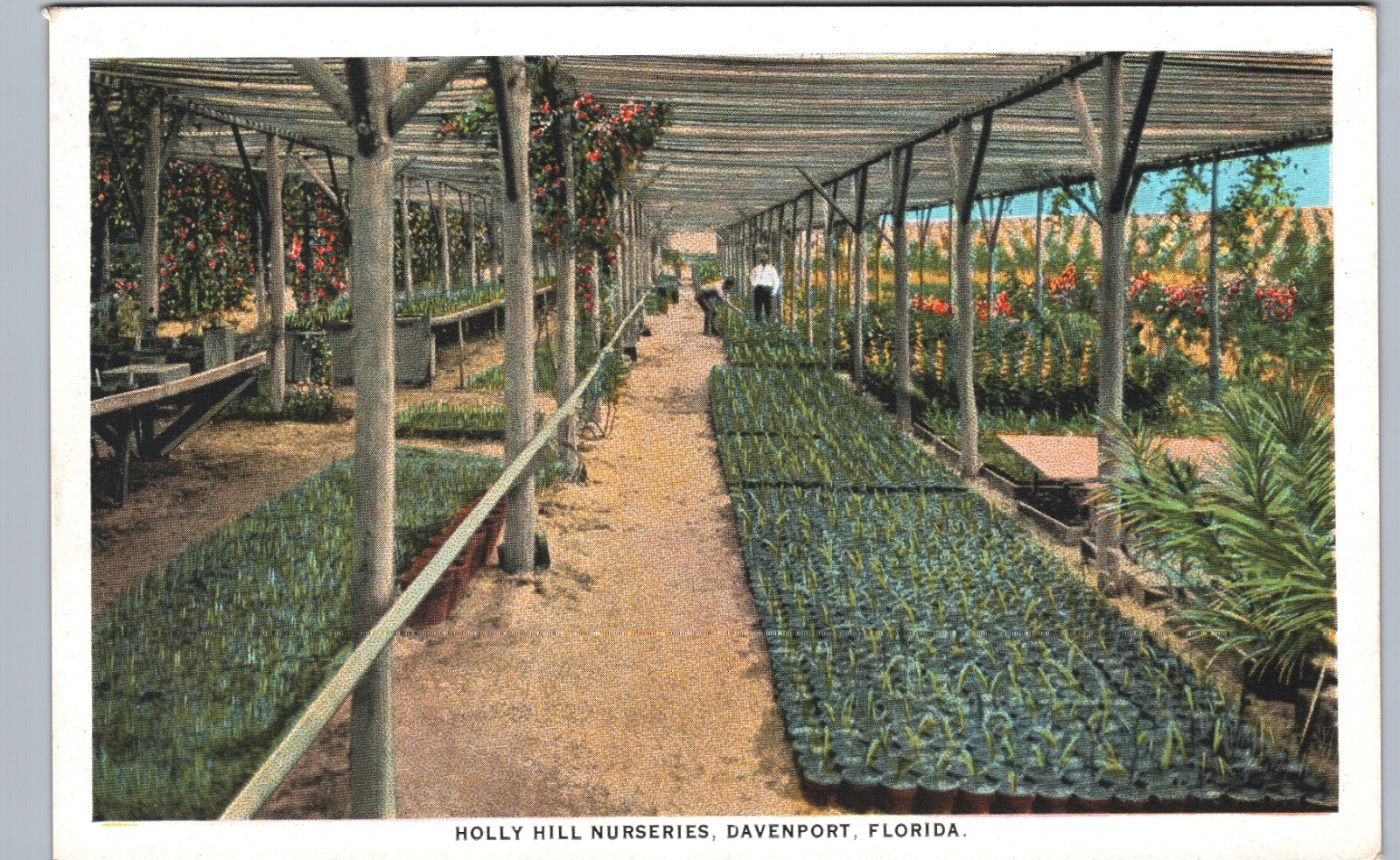 HOLLY HILL NURSERIES c1920s davenport fl original antique postcard florida trees