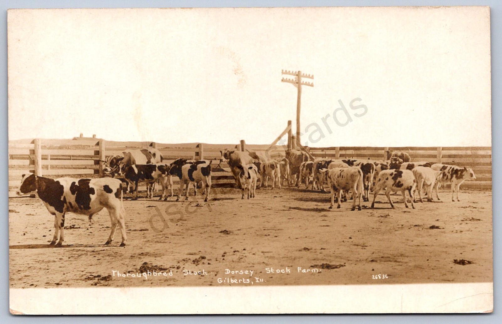 K35/ Gilberts Illinois RPPC Postcard c1910 Dorsey Cattle Stock Farm 174 K35/ Gilberts Illinois RPPC Postcard c1910 Dorsey Cattle Stock Farm 174