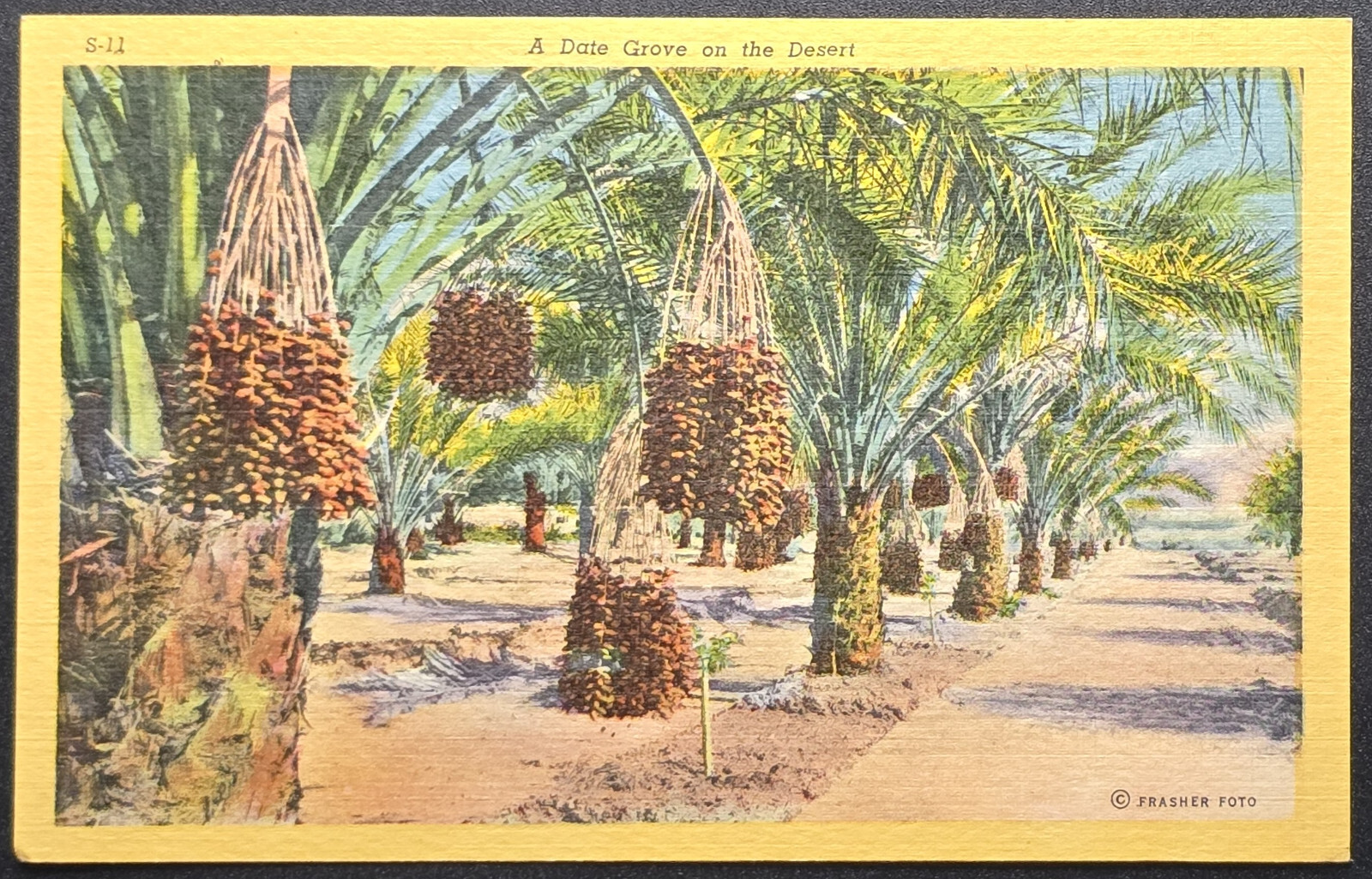 Arizona Date Grove Postcard – Desert Palm Trees & Date Gardens – Frasher Foto Arizona Date Grove Postcard – Desert Palm Trees & Date Gardens – Frasher Foto