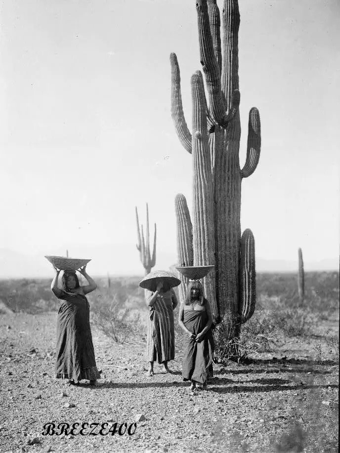 Old West Photo/1907 MARICOPPA WOMEN GATHERING CACTUS FRUIT/4x6 B&W Photo Reprint