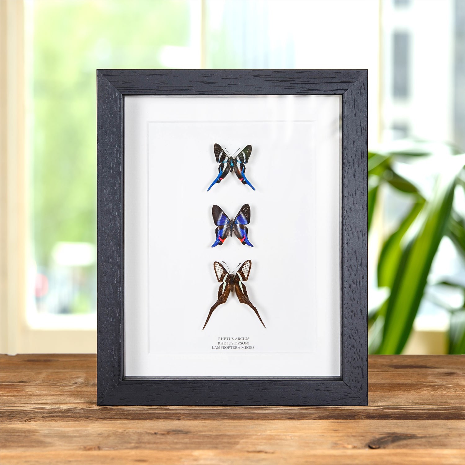 Neotropical Metalmark Butterfly trio In Box Frame (Rhetus arcius, dysoni & Lampr
