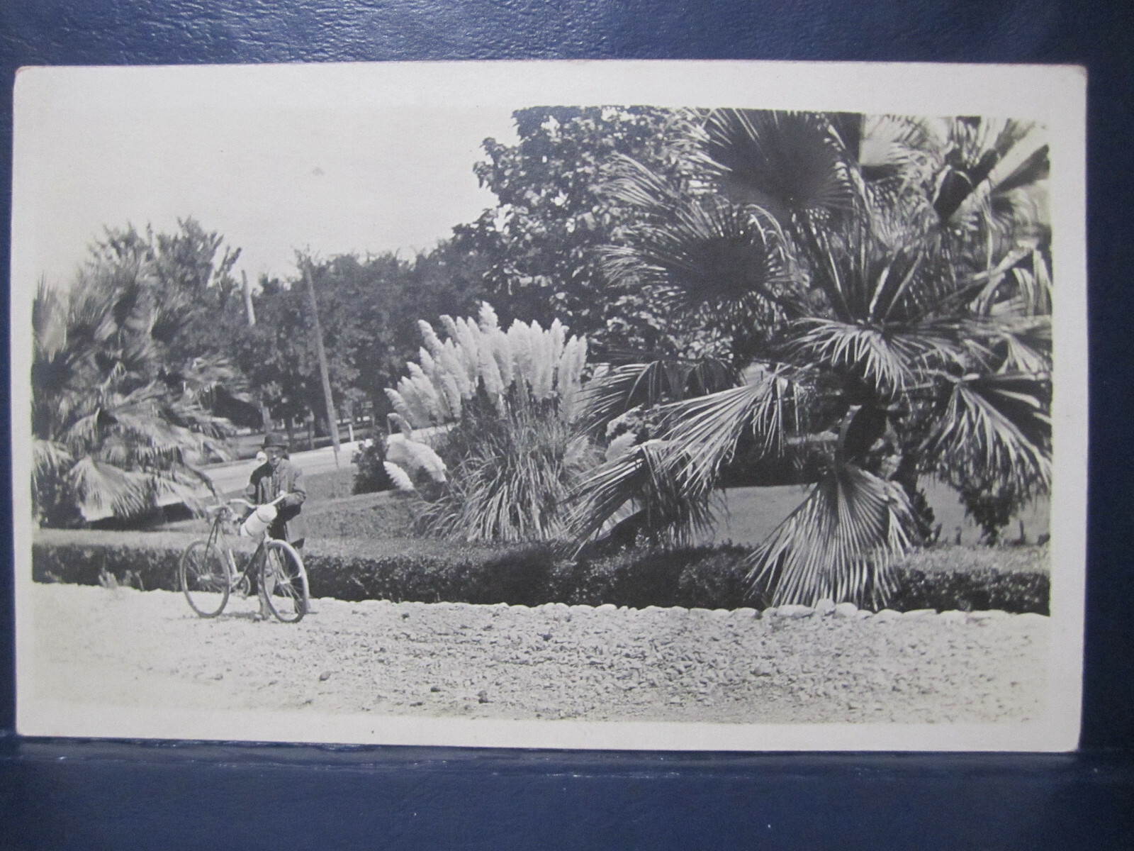 MAN WITH BICYCLE BY PALM TREES REAL PHOTO POSTCARD FLORIDA? 1910s RPPC