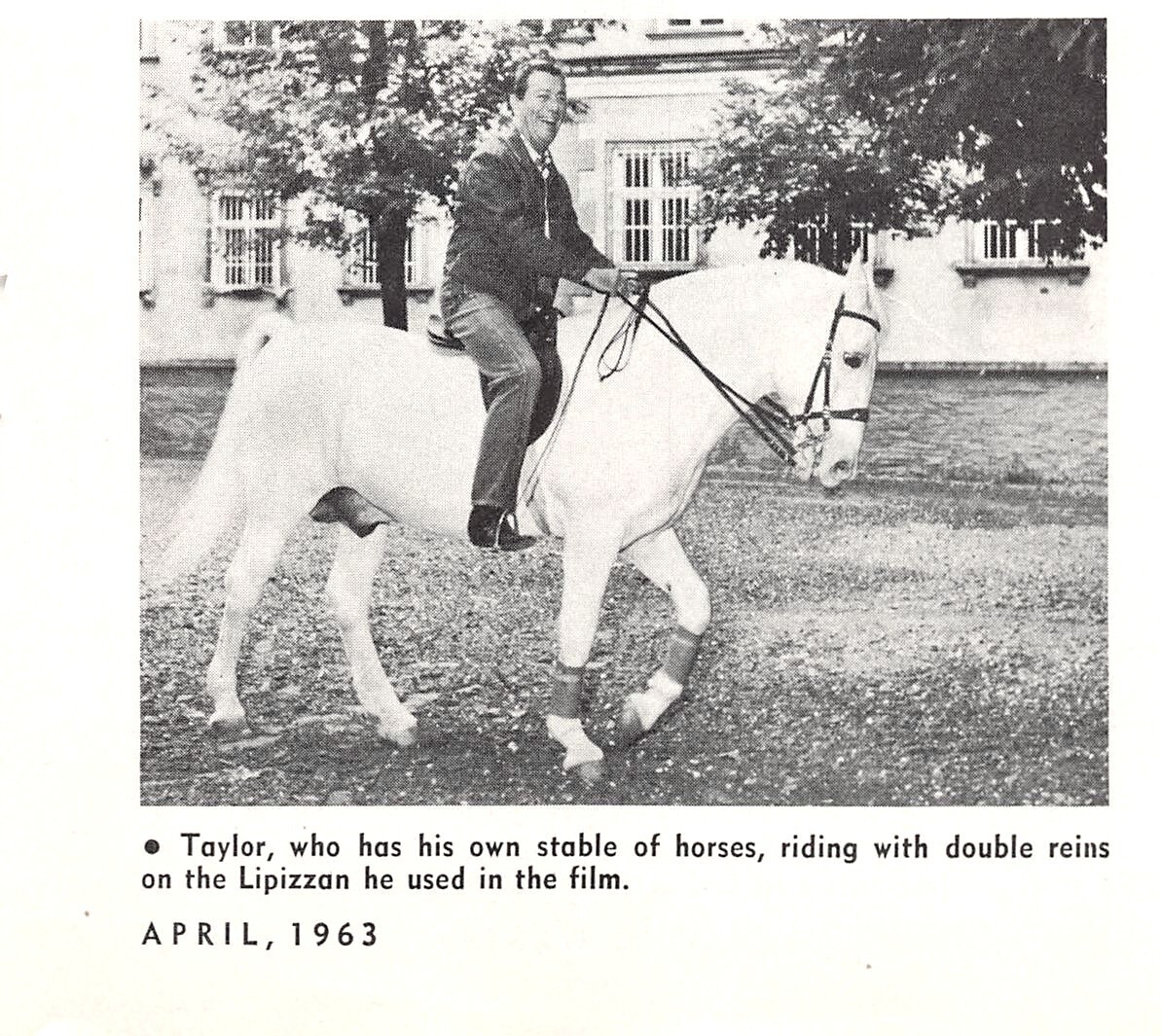 Actor Robert Taylor Rides Lippizan With Double Reins 4\
