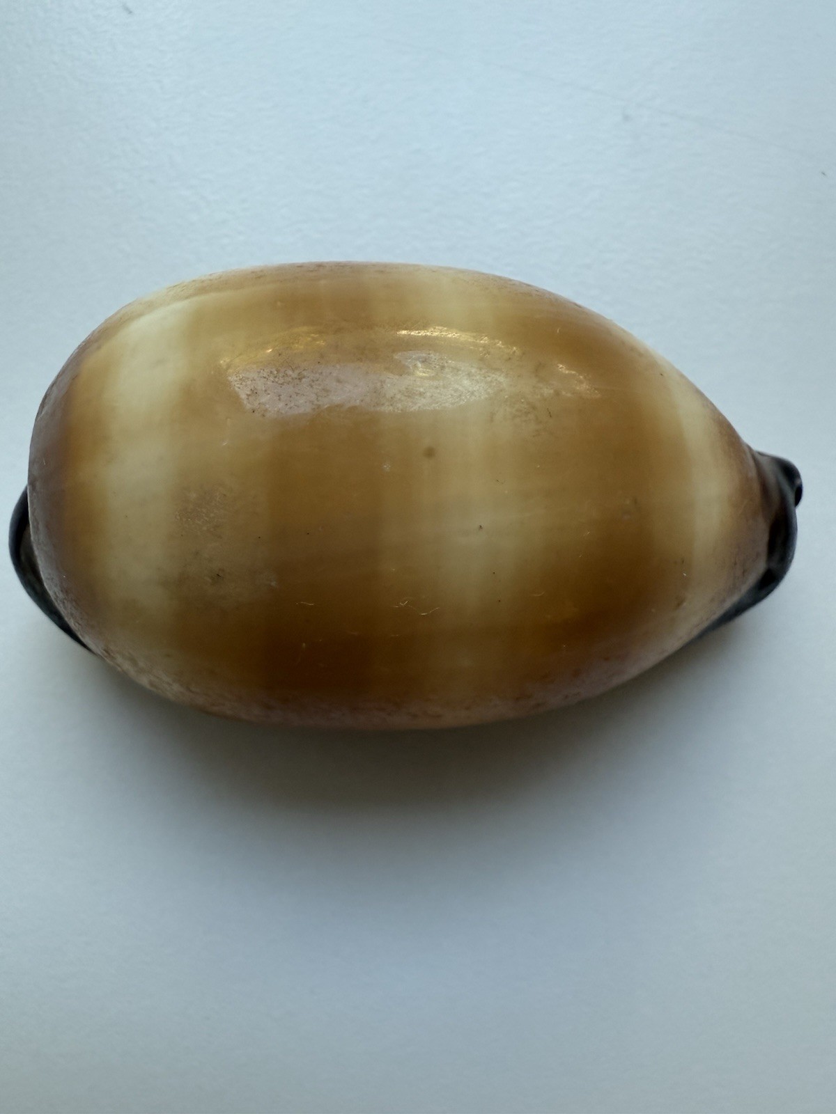 Mole cowrie Shell (3115)