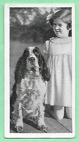 1936 Carreras Dogs & Friend #23 SPRINGER SPANIEL Tobacco Cigarette Photo Card⭐