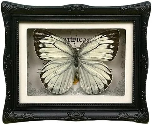 1Pcs Real Butterfly Framed Handmade, Taxidermy Butterfly Shadow Box Collection,