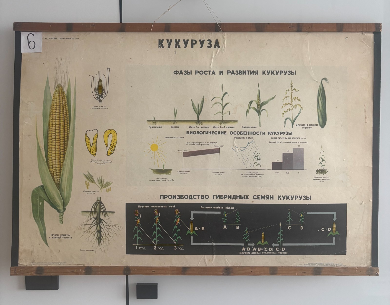 RARE Vintage USSR Agriculture Biology Wall Chart Corn Maize Hybrid Seeds 1966
