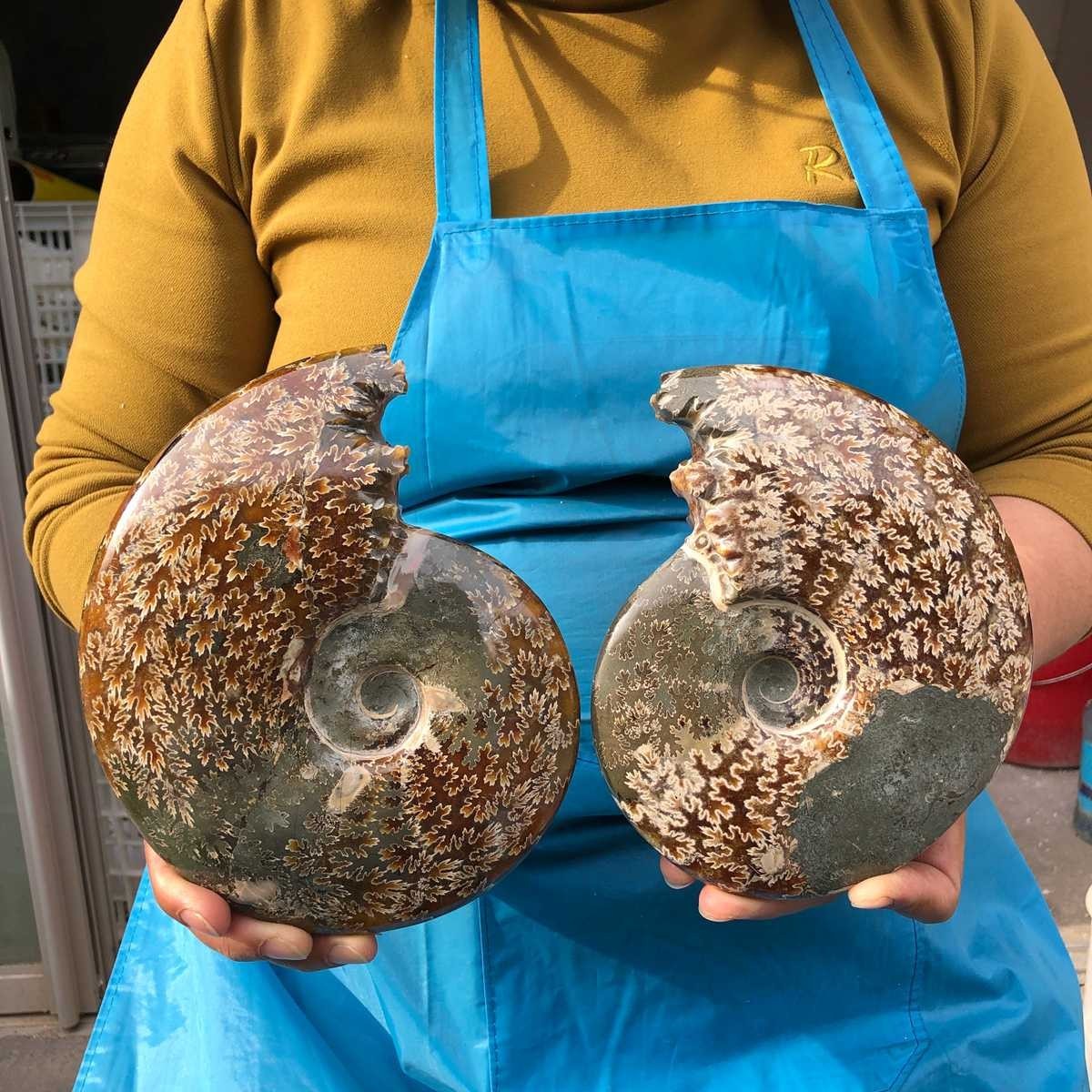 2pcs 3.89LB Natural Whole Ammonite Fossilized Crystal Mineral Specimen Healing