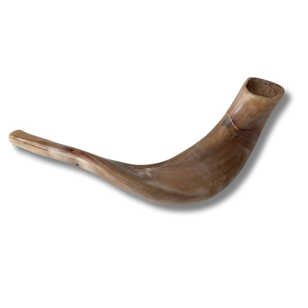 Kosher Polished Ram\'s Horn Shofar from Israel Jerusalem 10″- 12″/ 25 cm - 30 cm Kosher Polished Ram\'s Horn Shofar from Israel Jerusalem 10″- 12″/ 25 cm - 30 cm