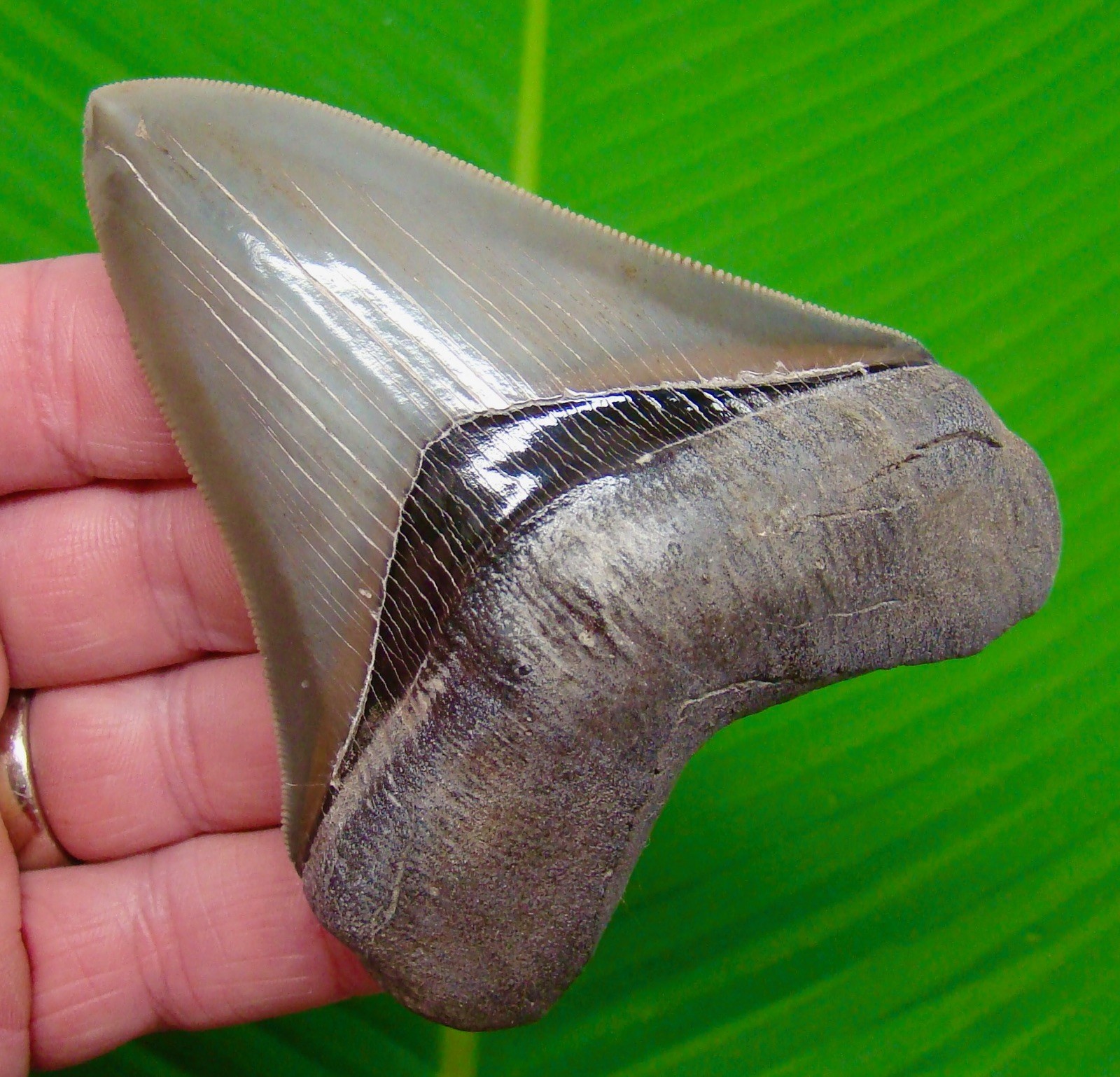 4.01 “ Megalodon Shark Tooth * BEST of the BEST * MUSEUM GRADE - No Restorations 4.01 “ Megalodon Shark Tooth * BEST of the BEST * MUSEUM GRADE - No Restorations