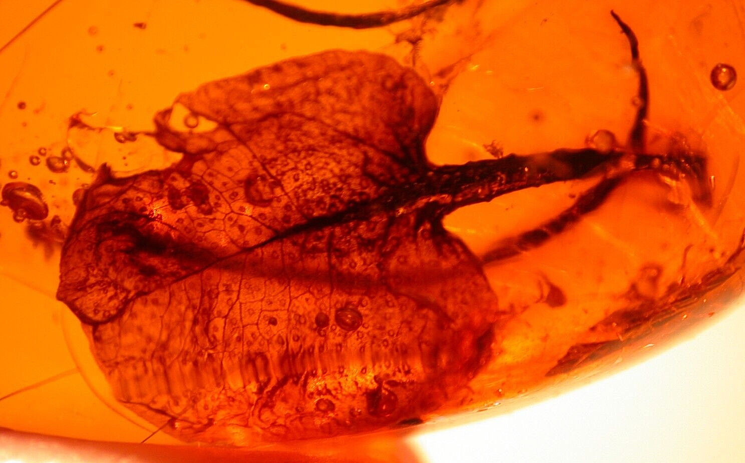 Superb Large Hymenaea Flower Petal with Flower Stamen in Dominican Amber Fossil
