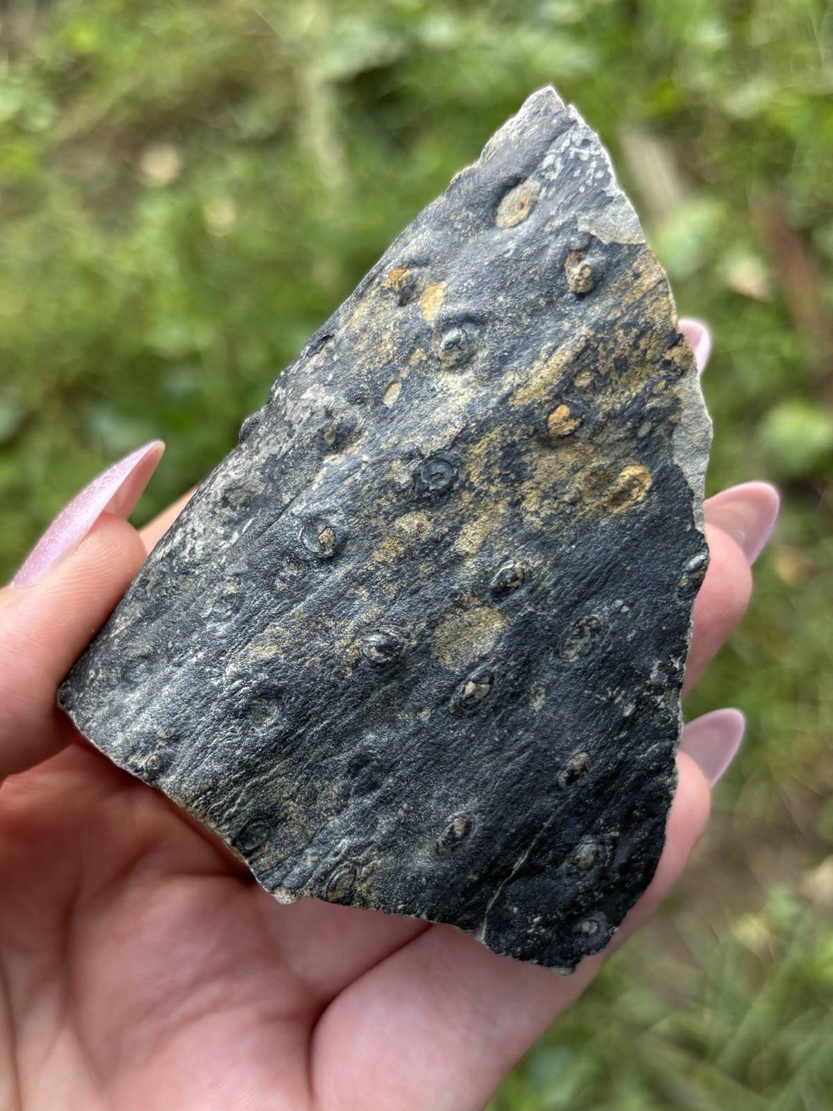 Natural Fossil Wood Bark Specimen- Beautiful 3” Stigmaria Fossilized Tree Root