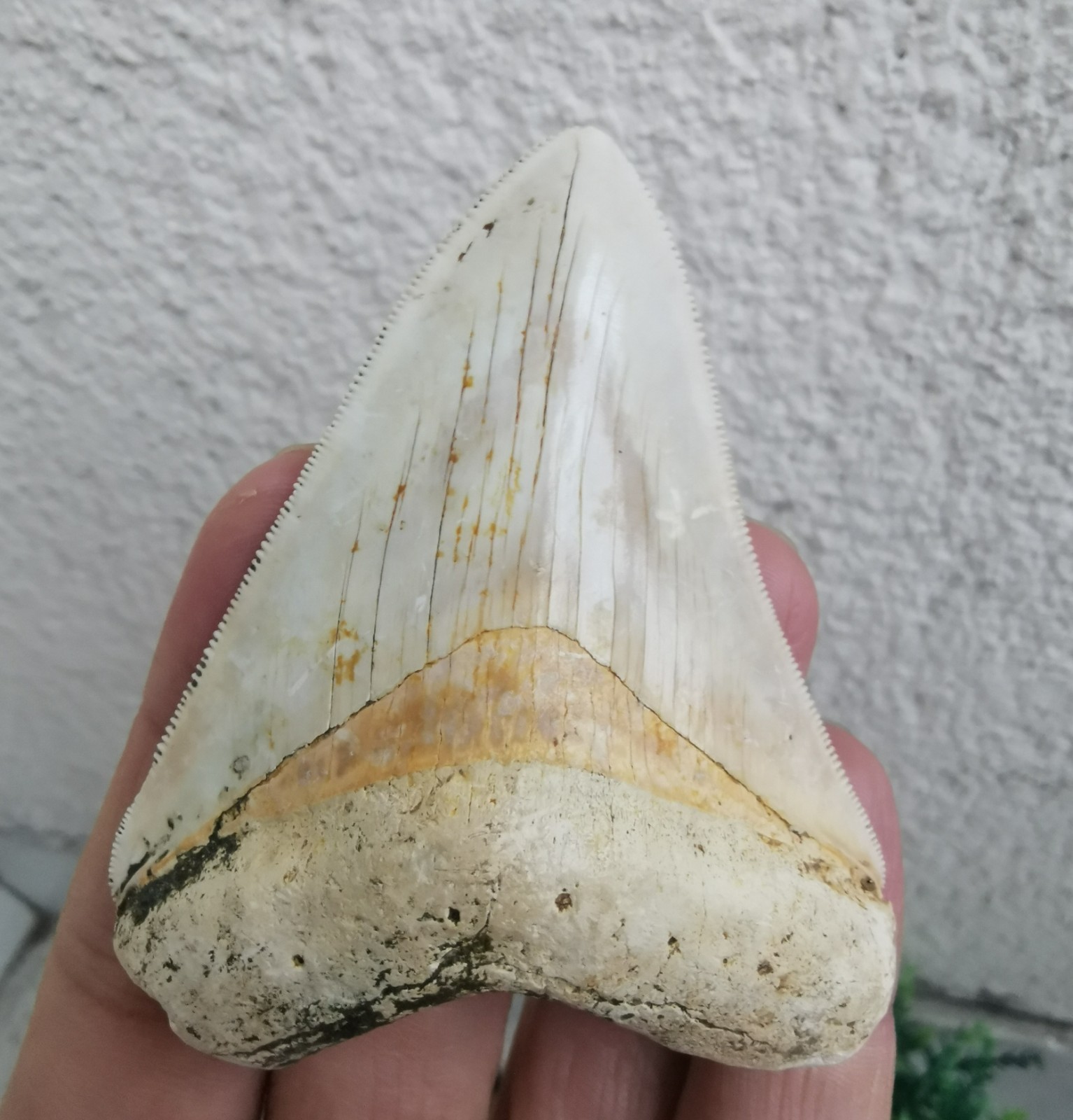Unique and v beautiful medium-small Indonesian Megalodon tooth 2.75 inch (7 cm) Unique and v beautiful medium-small Indonesian Megalodon tooth 2.75 inch (7 cm)