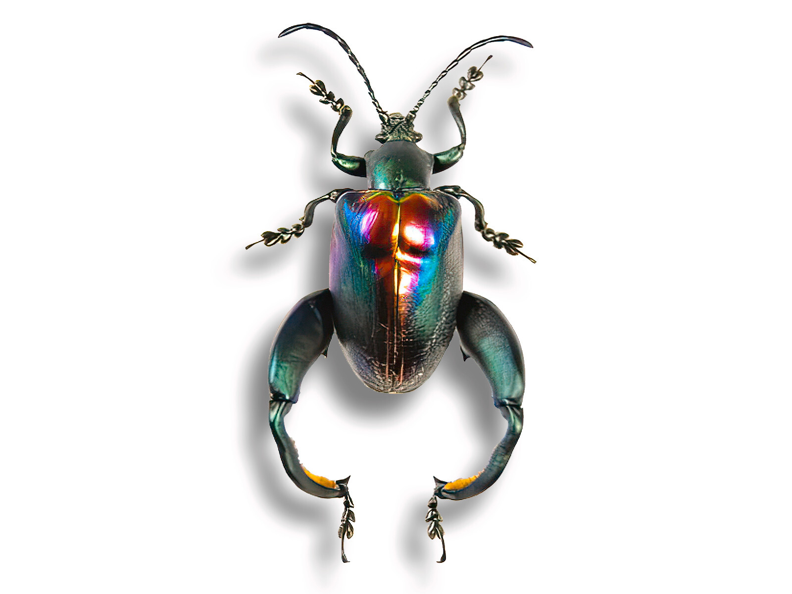 Rainbow Chrysomelidae Sagra buqueti PAIR Beetle Insect Bug Unmounted in USA Rainbow Chrysomelidae Sagra buqueti PAIR Beetle Insect Bug Unmounted in USA