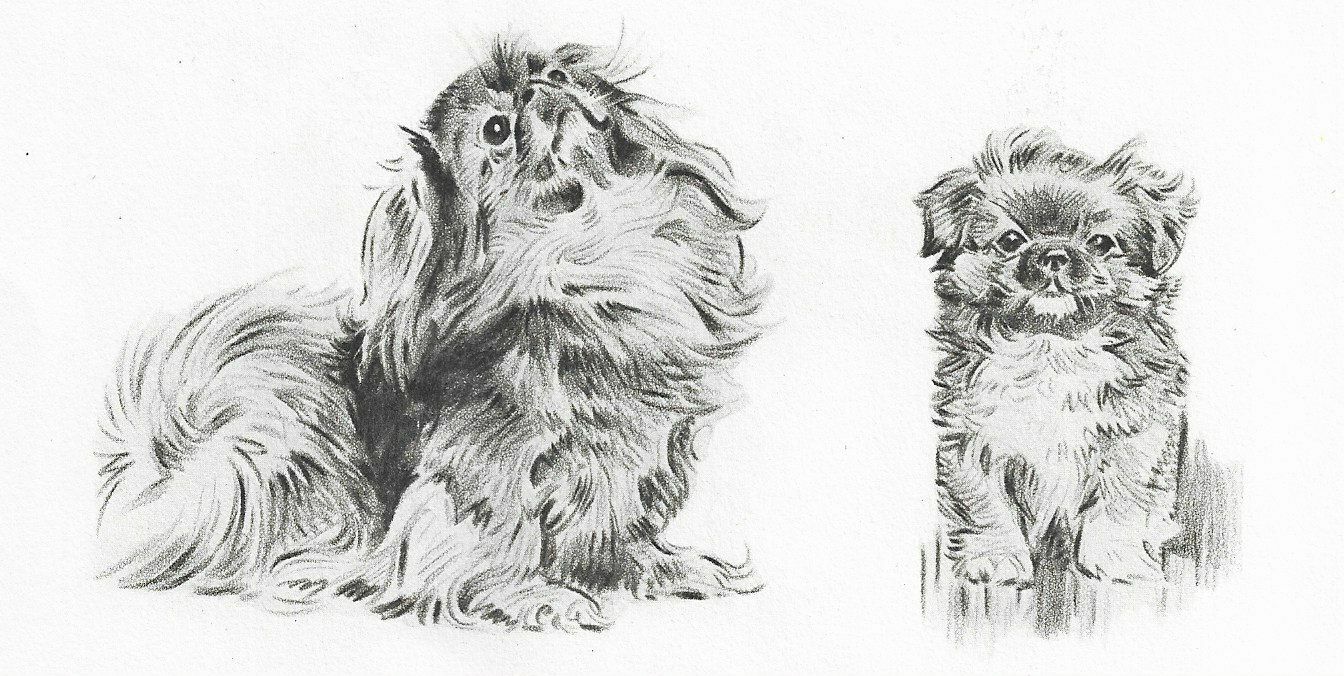 Pekingese \