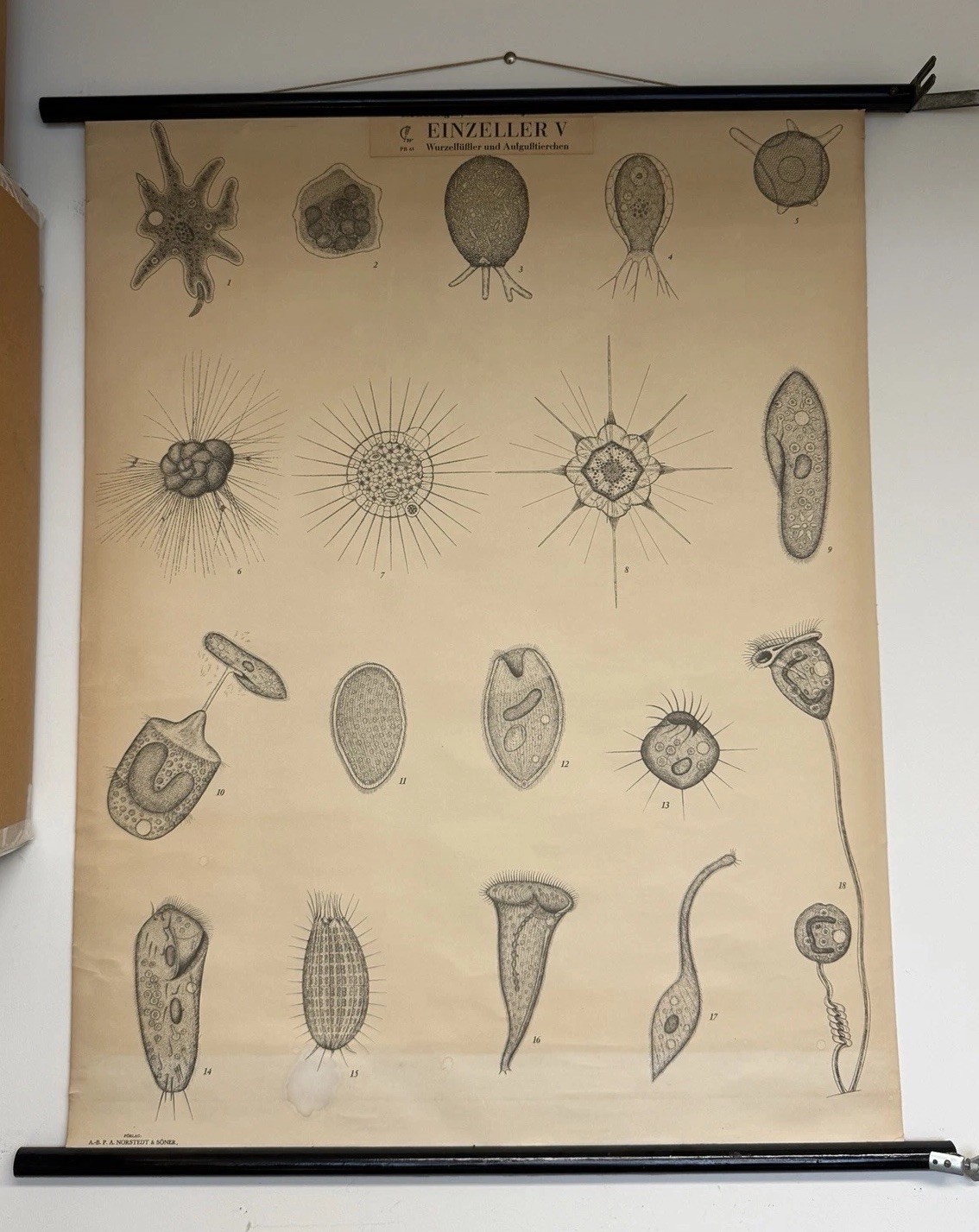 Antique/vintage school chart for single-celled organisms Norstedt & Soner Poster Antique/vintage school chart for single-celled organisms Norstedt & Soner Poster