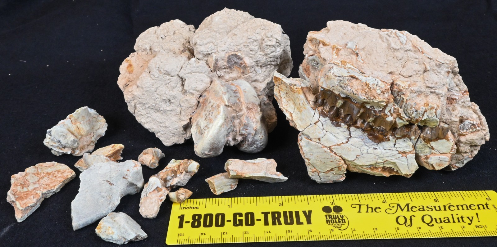 Unprepped Oreodont Skull, Merycoidodon, Fossil Badlands S Dakota, No Resto O1633