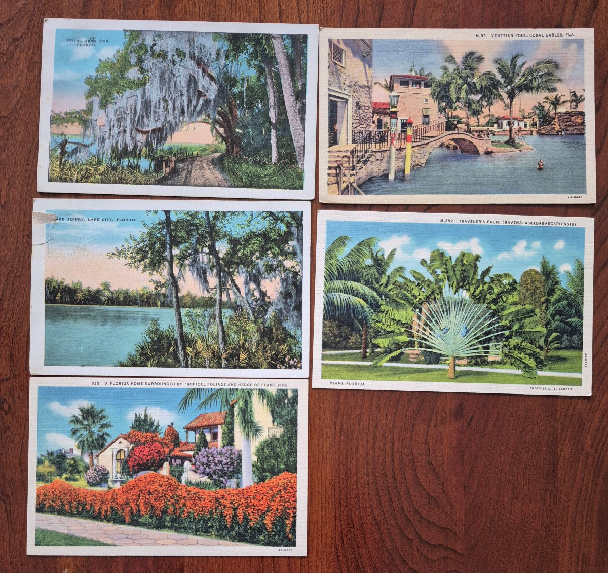5 vintage postcards lot (early-mid 1900\'s); Florida FL Natural Scenes 5 vintage postcards lot (early-mid 1900\'s); Florida FL Natural Scenes