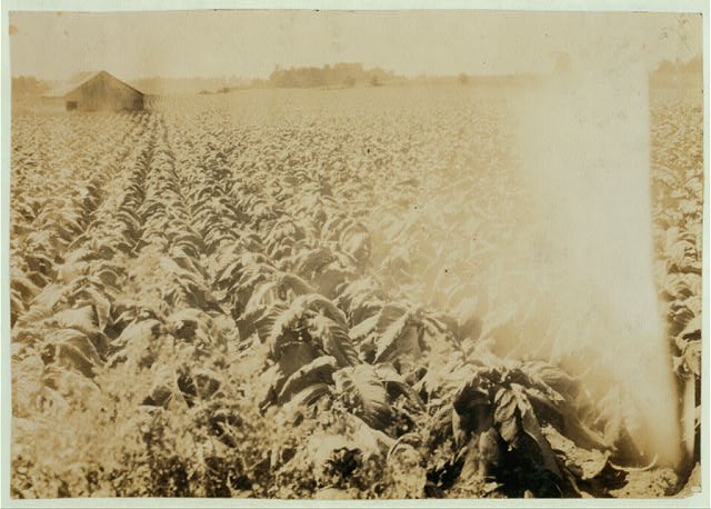 Photo:Zion Kentucky 1916 Tobacco Farm Workers Lewis Wickes Hine