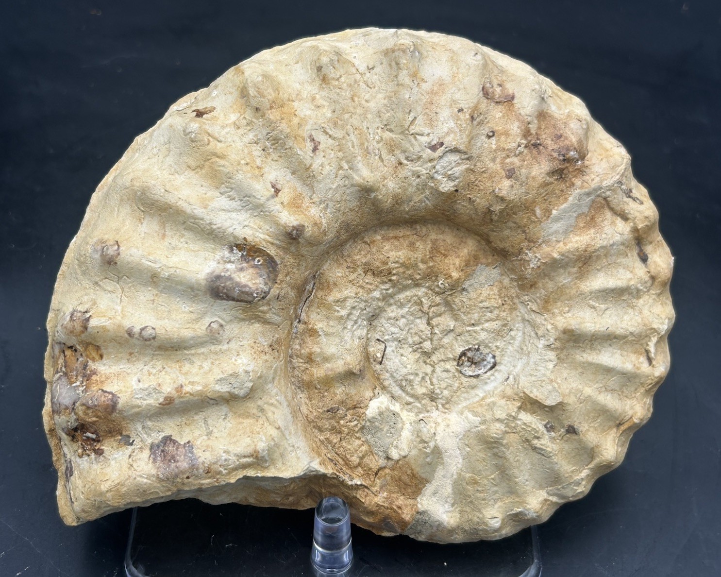 7” Diameter Fort Worth, Texas Cretaceous Fossil Ammonite Mortoniceras Species
