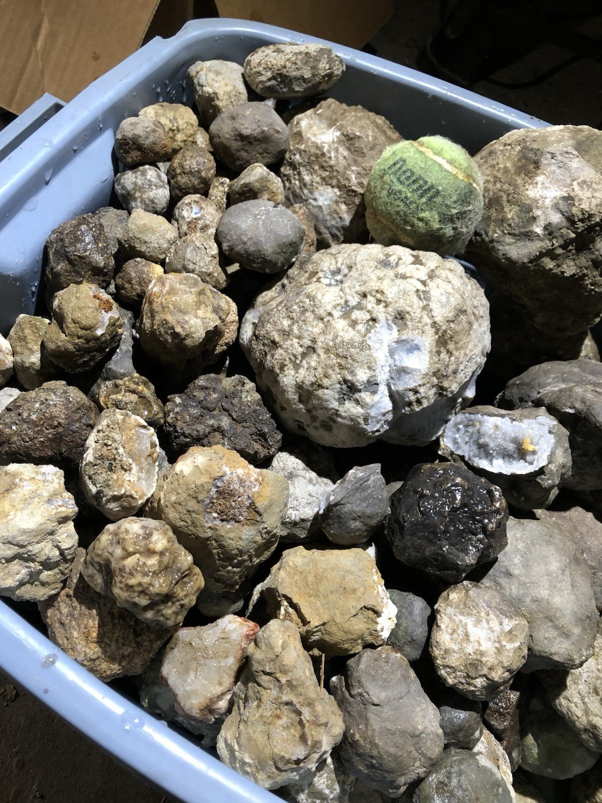 5lb Lot of Geodes from Keokuk Iowa Cleaned of Mississippi Mud-Unopened Nodules 5lb Lot of Geodes from Keokuk Iowa Cleaned of Mississippi Mud-Unopened Nodules