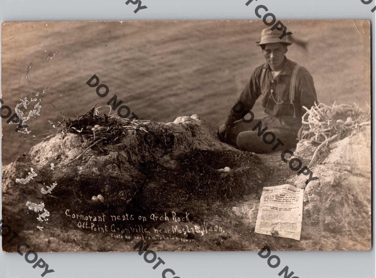 c1908 Native American? Cormorant Bird Nests GRANVILLE MOCLIPS Washington WA RPPC