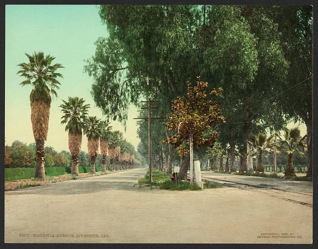 Photo:Riverside California Magnolia Avenue 1903 Palm Tree Roadway